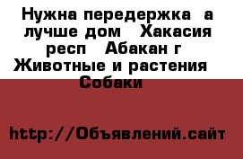Нужна передержка, а лучше дом - Хакасия респ., Абакан г. Животные и растения » Собаки   